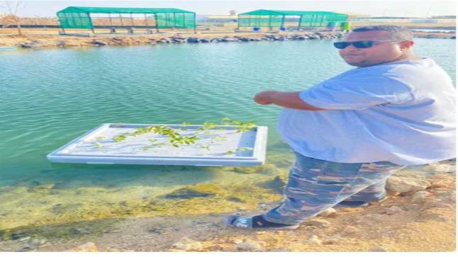 سعودي ينجح في زراعة الأرز بطرق مبتكرة