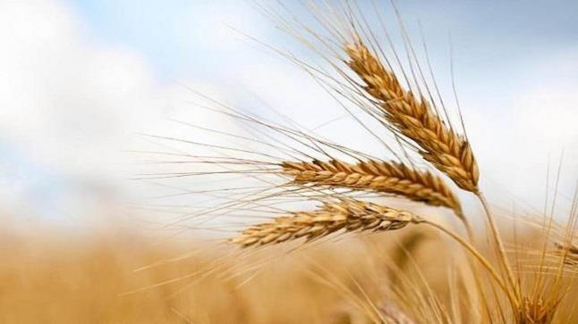 روسيا تدرس فرض رسومًا جُمركية على صادراتها من القمح